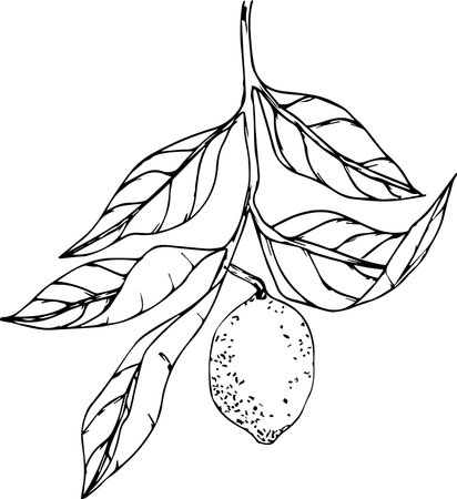 Vector illustration of tasty sketch lemon with leavesのイラスト素材