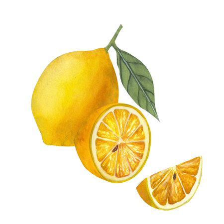 Hand drawn watercolor half, whole and slice of lemonの写真素材