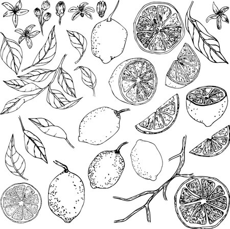 Hand drawn lemon. Vintage lime and lemon fruits with blossom and branches for juice label.のイラスト素材