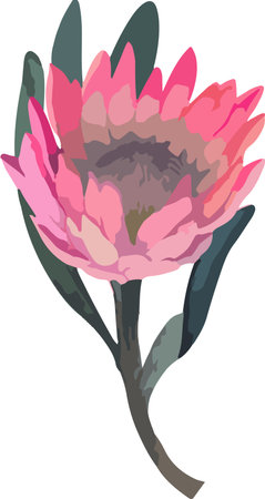 Set realistic vector illustration of protea flowers. Tropical king flower protea in bloom. Design for printing greeting card, invitation, fabric, wrapping paper.のイラスト素材