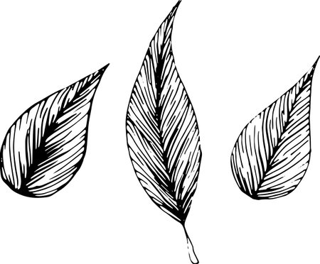 Hand drawn set of different leaves isolated on white background. Monochrome floral elements, plant parts vector sketch for logos, postcards, tattoos, design and corporate identity.のイラスト素材