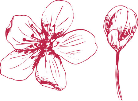 Sakura flowers blossom set, hand drawn line ink style. Cure doodle cherry plant, vector illustration, isolated without background. Realistic floral bloom for spring japanese or chinese holiday.のイラスト素材