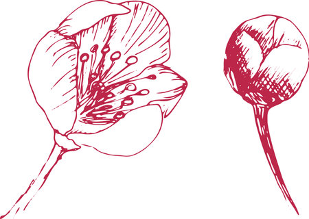Sakura flowers blossom set, hand drawn line ink style. Cure doodle cherry plant, vector illustration, isolated without background. Realistic floral bloom for spring japanese or chinese holiday.のイラスト素材