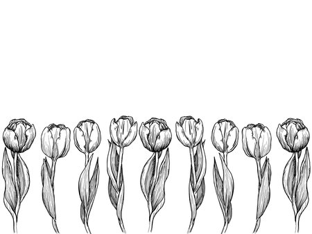 Outline tulip. line art hand drawn flowers. Tulips vector. floral illustrationのイラスト素材