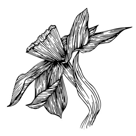 Linear narcissus flower, ink vector clipart. Hand drawn illustration perfect for invitation cards, spring and summer decor, greeting cards, posters, scrapbooking, print.のイラスト素材