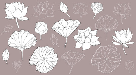 Set of vector hand drawn lotus leaves, flowers ans buds black line art illustration. Outline floral drawing for for logo, tattoo, packaging design, compositions. Water Lily botanical vector design.のイラスト素材
