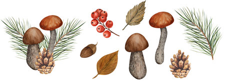 Watercolor composition of edible mushrooms, pine branches and cones with red berries and acorn. Isolated clipart. Illustration on an autumn theme for the design of typography, postcards, textiles.の写真素材