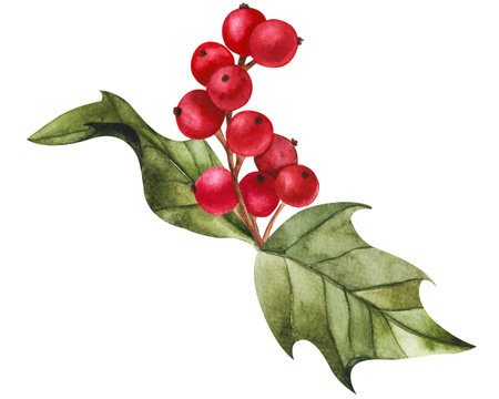 Holly red berry with green leaves. Watercolor hand drawn illustration, isolated clipart for Christmas and New Year design, prints, stickers, packaging, textiles. Festive flower for compositions.の写真素材