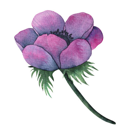 anemone flowers in Bright purple colors. Hand drawn Watercolor floral illustration isolated on on white. Botanical art for wedding anniversary, birthday, invitations.の写真素材