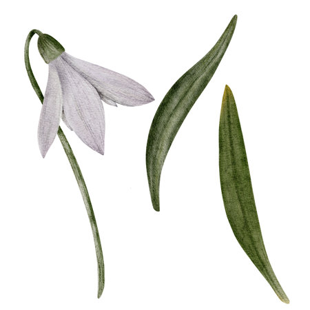 Snowdrop watercolor hand drawn flower and green leaves. Collection of spring flowers Galanthus. Concept spring, primrose, easter, botanical illustration. clipart for cards, textiles, templates.の写真素材