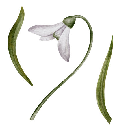 Snowdrop watercolor hand drawn flower and green leaves. Collection of spring flowers Galanthus. Concept spring, primrose, easter, botanical illustration. clipart for cards, textiles, templates.の写真素材