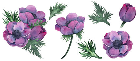 anemone flowers, leaves and bouquet in Bright purple colors. Hand drawn Watercolor floral illustration isolated on white. Botanical art for wedding anniversary, birthday, invitations.の写真素材