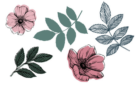 Rose hip vector set with leaves and flowers. Wild rose, medicinal herb line art drawing, pink and red bud. Outline graphic illustration. sketch for card, prints, logo, tattoo, wedding design.のイラスト素材