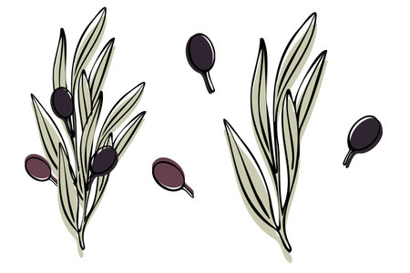 Vector olive tree branch with leaves and olives fruit. Hand painted outline floral illustration with color background for logo, package design, greetings, wallpapers, print, fabric.のイラスト素材