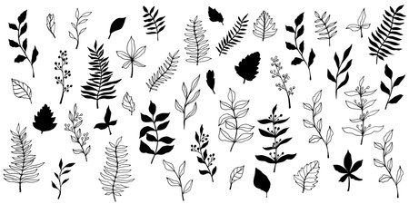 vector contour branch and leaves. Elegant branches. black silhouette and outline element with white background, editable. hand drawn monochrome botanical illustration, wedding cards, logo, tattoo.のイラスト素材