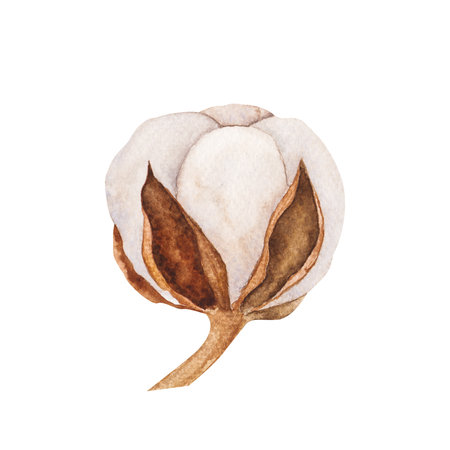 Watercolor illustrations of cotton buds and dry leaves. Isolated cliparts. Realistic botanical composition. Wedding invitation, Holiday Winter Set, New Year clipart, decorations, Greeting card.の写真素材