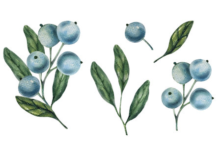 Watercolor blueberry branches, botanical illustration featuring green leaves and berries. Ideal for natural designs, organic products, or decor. Soft, detailed, and realistic artwork.の写真素材