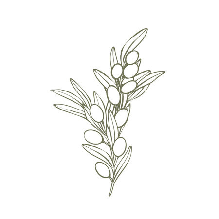 Hand drawn olive branch vector illustration with linear style and green outline. Minimalistic composition. elegant botanical elements for logos, packaging, prints, textiles, menuのイラスト素材