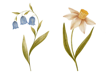 Hand drawn spring flowers illustration with bluebell and daffodil in vintage watercolor style. Muted pastel colors. Use for print, greeting cards, decor, packaging, brandingの写真素材