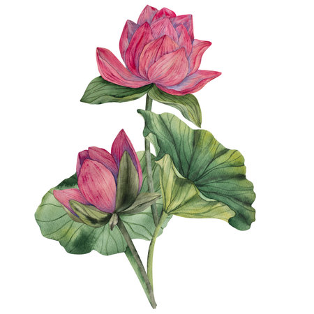 Hand drawn lotus watercolor illustration with blooming pink flower buds and green leaves. Watercolor style. Natural color palette. Perfect for prints packaging invitations decor eco projectsの写真素材