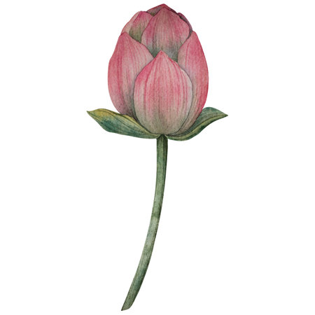 Hand drawn lotus flower buds in watercolor style. Tropical flower of waterlily. botanical illustration for packaging, wedding decor, textile, branding, spa product, floral Zen designの写真素材