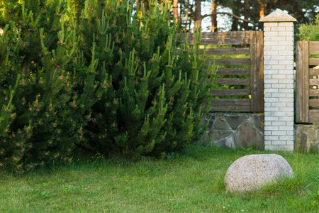 Green landscape with pine bushes and trees. Green field and sunlight.の写真素材