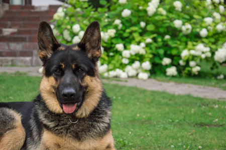 German adult shepherd. The dog plays on a green lawn.の写真素材