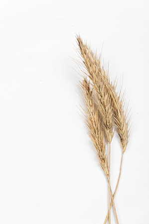 Cereal ears on a white background. Wheat and rye ears.の写真素材