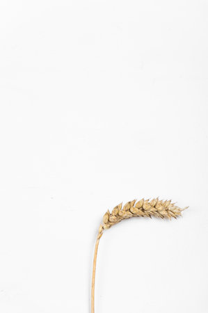 Cereal ears on a white background. Wheat and rye ears.の写真素材