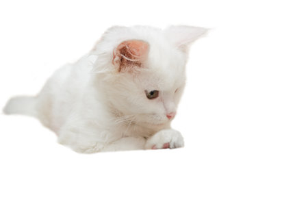 White kitten lies and looks at the object. Clipping object. One catの写真素材