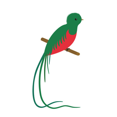 vector illustration of a resplendent quetzal pharomachrus mocinno, sitting on a branchのイラスト素材