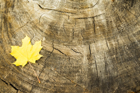 Yellow autumn maple leaf on the background of the stump. Hello autumn.の写真素材