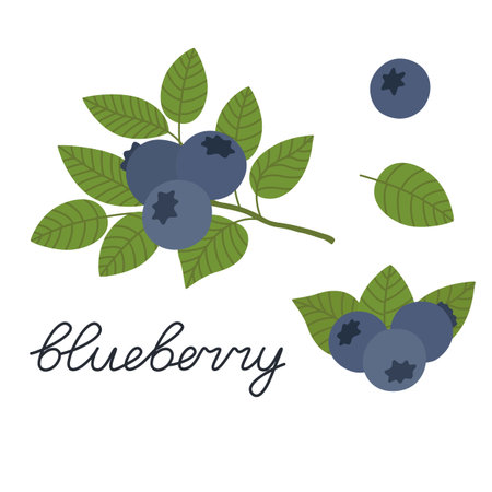 Ripe blueberries on a white background. Berries with stems and green leaves. Vector illustration isolated on white background in flat style. Set blueberryのイラスト素材