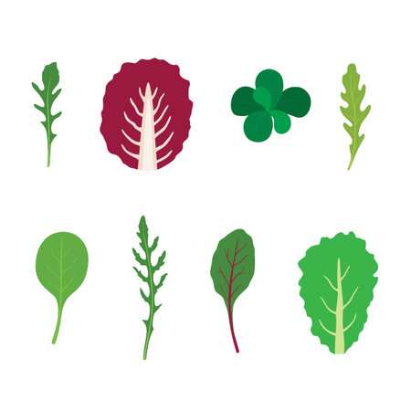 Set of salad greens vector. Mix of salad leaves. Arugula, chard, spinach, cornのイラスト素材