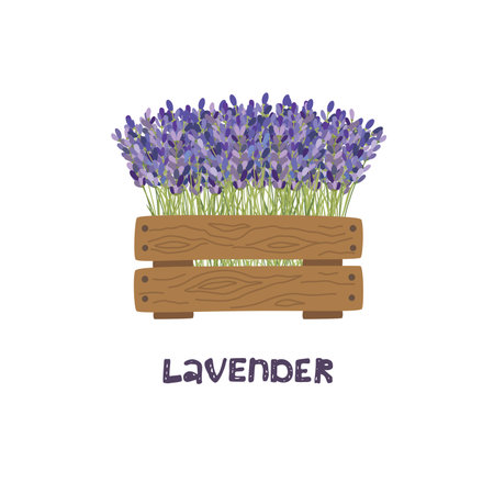 Bouquet of lavender in a wooden planter. Vector illustration.のイラスト素材