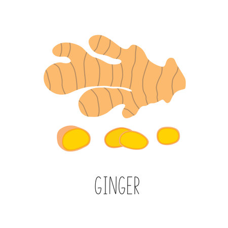 Fresh ginger and slices. Vector illustration isolated.のイラスト素材