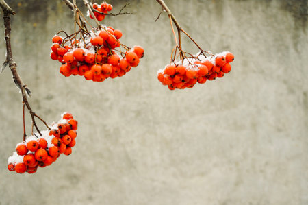 Mountain ash branches in snow. Winter background.の写真素材