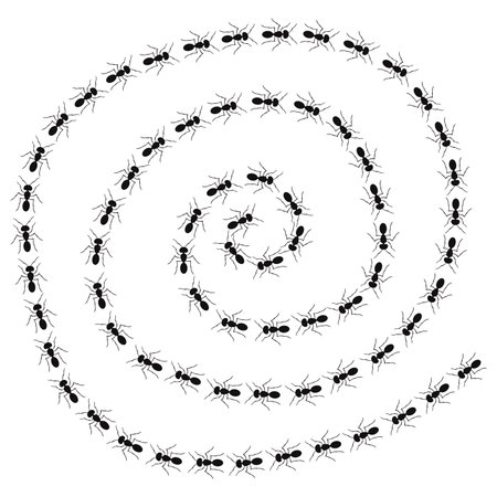 A path of ants running. View from above. Trail ants spiral.のイラスト素材