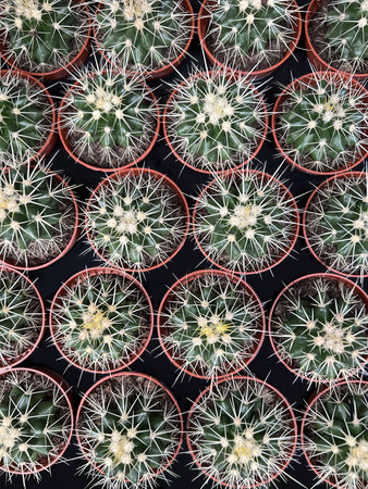 Top view beautiful cactus in pot at cactus farmの写真素材