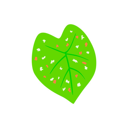 Caladium Florida Clown, green leaf with pink and white spotsのイラスト素材