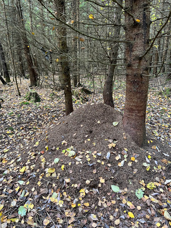 Anthill in the autumn forestの写真素材