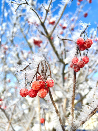 Snow covered branches of red mountain ash on a cold winter day.