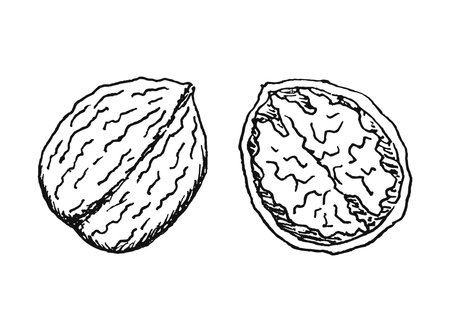Walnut Line Art hand drawn. Vector Illustration isolated.のイラスト素材