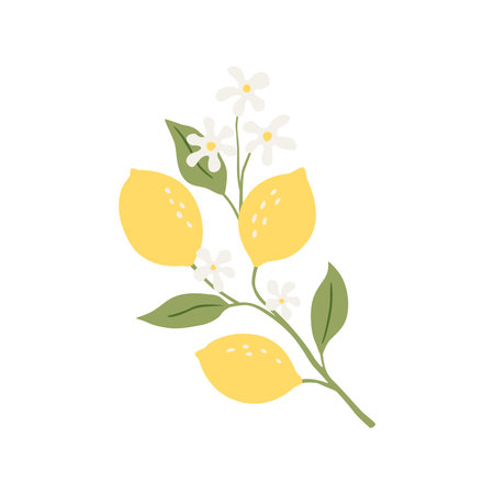 Vector drawing lemon tree branch with fruits,flowers and green leaves isolated at white backgroundのイラスト素材