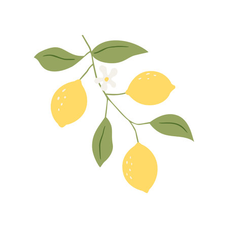 Vector drawing lemon tree branch with fruits,flowers and green leaves isolated at white backgroundのイラスト素材