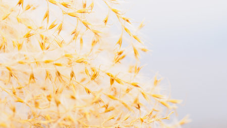 Close up Eulalia grass's flower. Background.