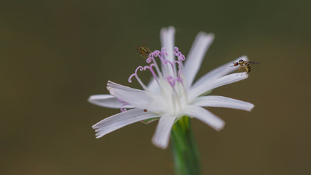 Insects with Common Chicory. Close up.