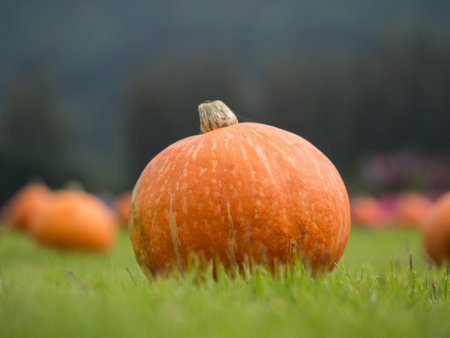 Pumpkin on a green lawn.