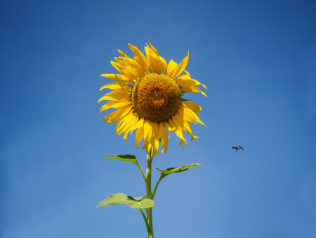 Bee flying away from sunflower.の写真素材
