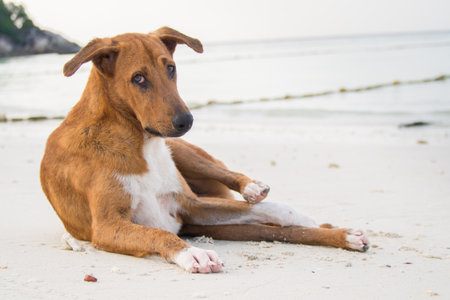 Thai brown dog relaxing on sand beach, Thailand.の写真素材